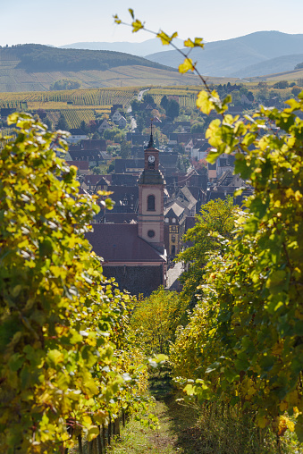 Autumnal landscape of vines and hills in Alsace near Riquewihr village, Grand Est, France