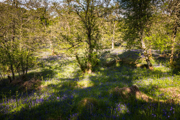 istock Bluebells by the River Glass 1405047033