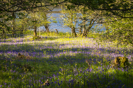 A sunny, summer HDR image of a Bluebell, Hyacinthoides non-scripta, wood on the banks of the River Glass in Strathglass, Scotland