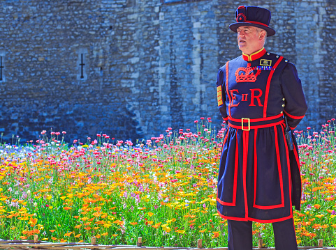 Super Bloom, Tower of London, June 2022.  A Yeoman of the Guard standing in front of the Tower of London, with the super bloom display in the background. 20 millin seeds have been planted around the moat to encourage bees and insects