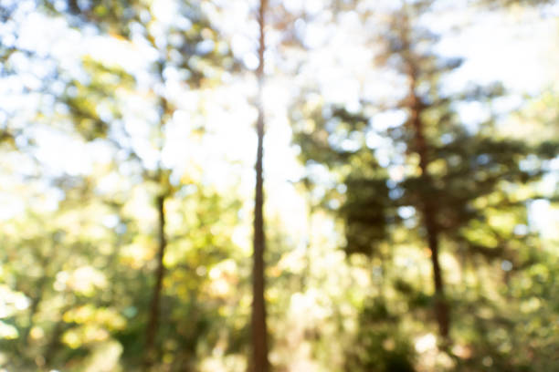 Blurred landscape inside a forest in autumn