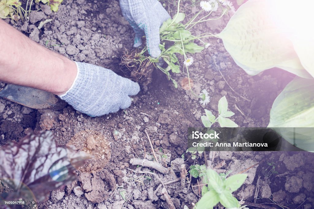 men's hands in gloves planting the plant in soil. horticulture and connecting with nature concept. gardening hobby and mindful living. selective focus Active Lifestyle Stock Photo