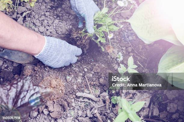 Mens Hands In Gloves Planting The Plant In Soil Horticulture And Connecting With Nature Concept Gardening Hobby And Mindful Living Selective Focus Stock Photo - Download Image Now