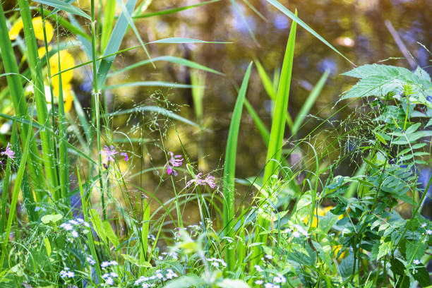 istock green grass close up on coast of forest pond 1405048104