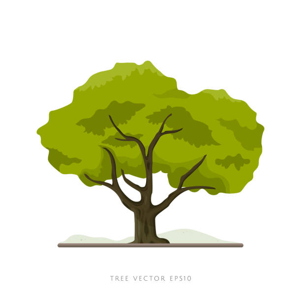 ilustracja wektorowa dużego drzewa izolowana na białym tle - elm tree obrazy stock illustrations