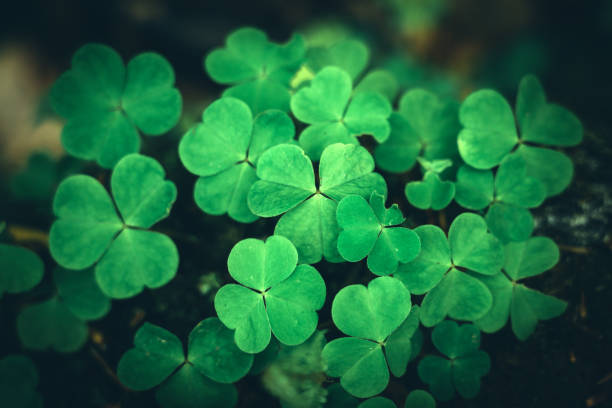 istock Group of clovers in undergrowth 1405049243