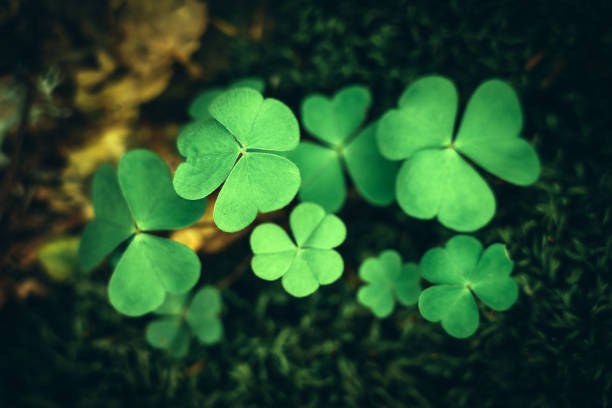 istock Group of clovers in undergrowth 1405049278