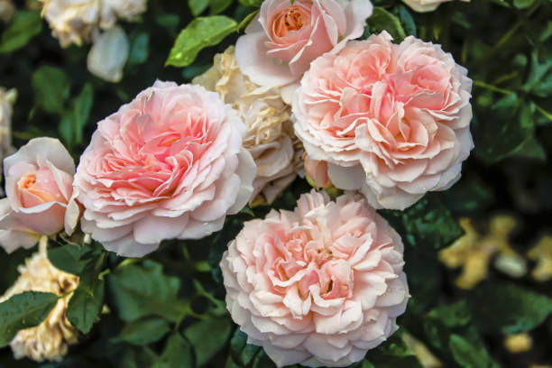 istock beautiful delicate spring flower. flowers pink roses 1405051964
