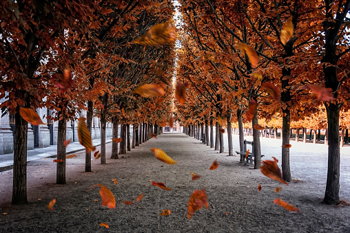 Palais-Royal garden at fall in Paris