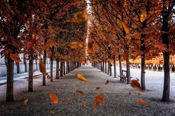 листья падают в парке в париже - palais royal стоковые фото и изображения