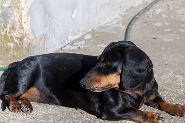 istock Black dachshund laying on the backyard. 1405056323
