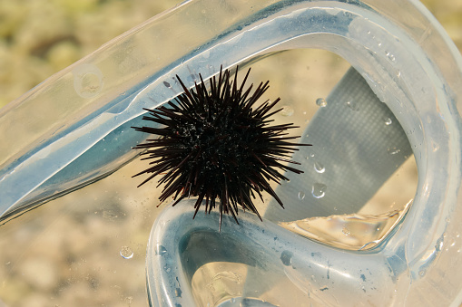 A sea urchin lies in a wet swimming mask