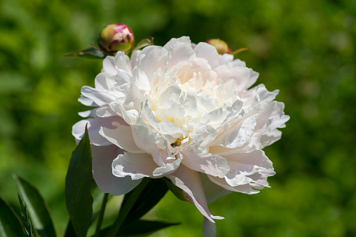 Peonies blossom in the garden