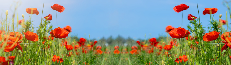 Flower meadow field background banner panorama - Beautiful flowers of poppies Papaver rhoeas in nature, close-up. Natural spring summer landscape with red poppies and blue sky