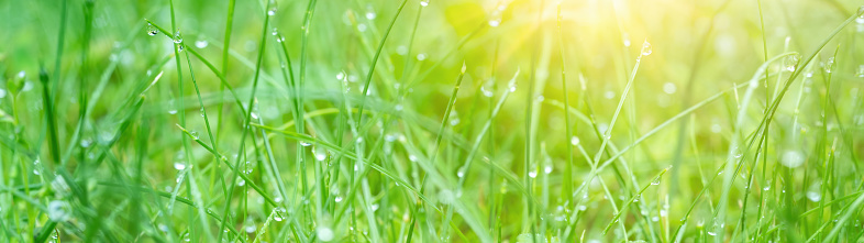 Closeup raindrops on blade of grass, background with copy space, full frame horizontal composition