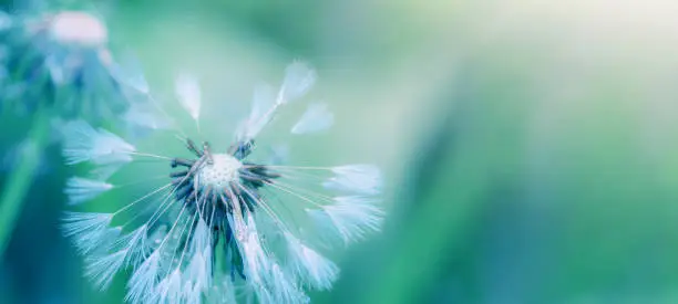 Beautiful close up of blowball dandelion seed with water drop  and dew in nature in spring summer morning, with bokeh and blue turquoise green background banner panorama