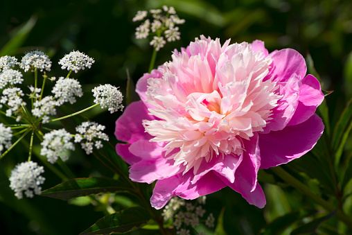 'Mons. Jules Elie'  Double-flowered peony where all or most of the stamens transformed into petals. Broad, smooth, rose-pink guard petals surround a mound of recurved, silvery-pink petals, giving the flower a slight two-toned effect. This bomb peony blooms in early summer.