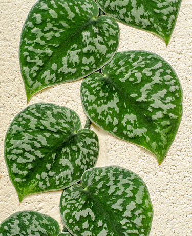 Close up of shingle plant, Monstera dubia, growing flat against a wall as is typical during its juvenile stage.