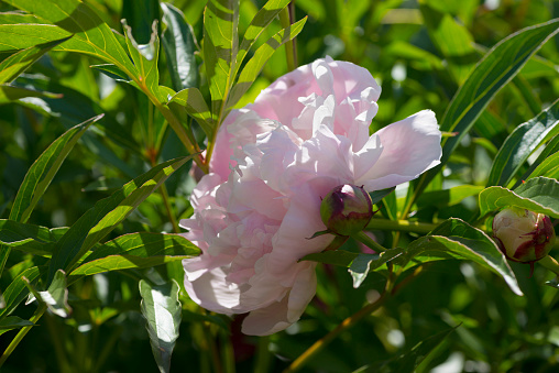 Peonies blossom in the garden