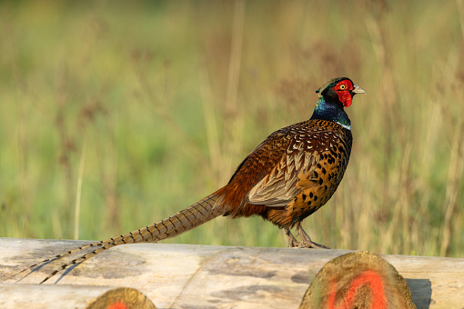Male common pheasant (Phasianus colchicus) standing on a tree log.