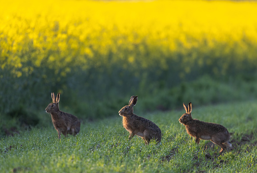 European hares (Lepus europaeus) sitting in a cereal field in front of a flowering rapeseed field.