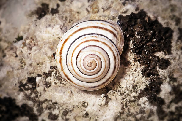 Cepaea hortensis Garden Banded Snail. Digitally Enhanced Photograph.