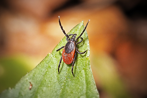 Ixodes rizinus Castor Bean Tick. Digitally Enhanced Photograph.