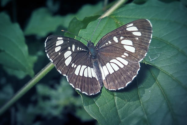 Butterfly on green leaf