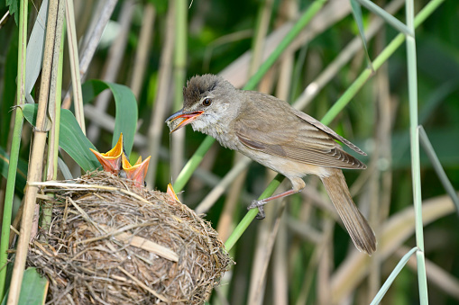 Great reed warbler feeding the chicks with an insect (Acrocephalus arundinaceus)