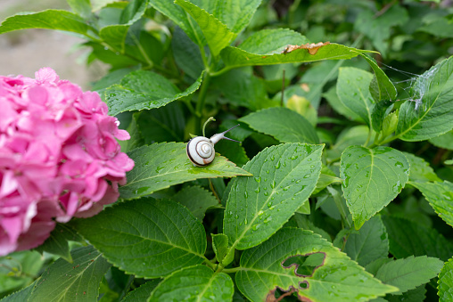 Moist and gentle light blue hydrangea flower and one snail