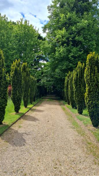 istock A gravel path flanked by trees 1405066653