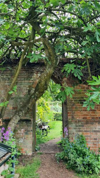 istock A stone arch doorway overgrown with trees 1405066686