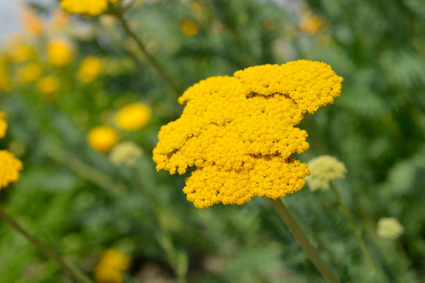 istock Parkers Variety yarrow 1405071152