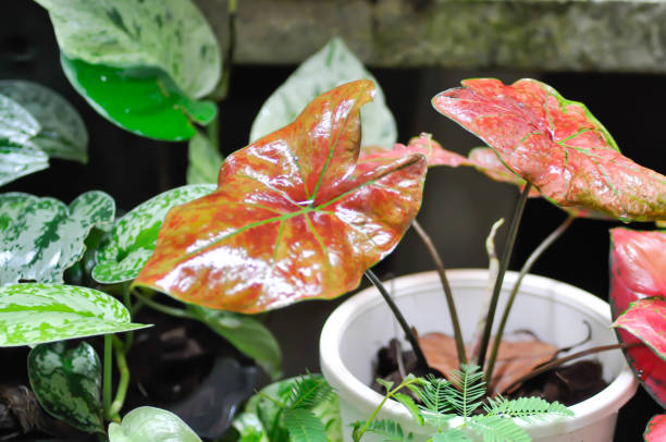 istock Caladium New Wave Bubble , Caladium bicolor Vent or Alocasia macrorrhizos or Caladium bicolor or pink leaf and Colocasia 1405072467