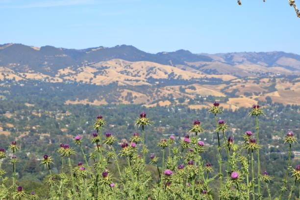 расторопша цветет в северной калифорнии, региональная пустыня лас-трампас - desert flower california cactus стоковые фото и изображения