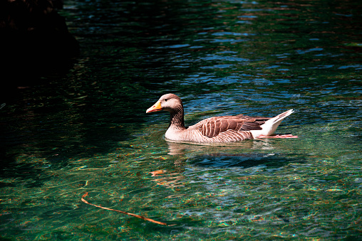 One brown goose swims in emerald water in an artificial pond in the Ciutadella Park in Barcelona, Spain.