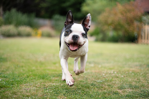 Perro Boston Terrier corriendo en un jardín hacia la cámara a la altura de los ojos. Enfoque superficial en sus ojos. Se ve muy feliz. photo