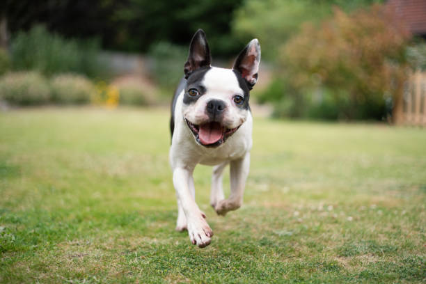 pies boston terrier biegnący w ogrodzie w kierunku kamery na wysokości oczu. płytkie skupienie na jej oczach. wygląda na bardzo szczęśliwą. - eye level view zdjęcia i obrazy z banku zdjęć