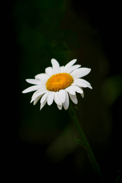 daisy - m chamomilla imagens e fotografias de stock