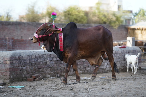 Beautiful cow is standing for sale in the market for the sacrifice feast of Eid. Agriculture industry, farming and animal