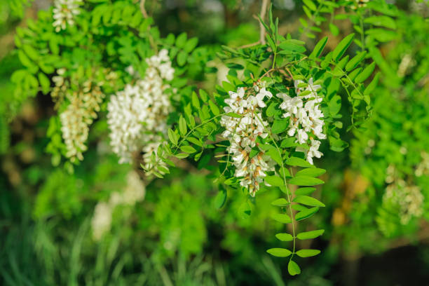 Acacia flowers branch with a green background.Copy space stock photo