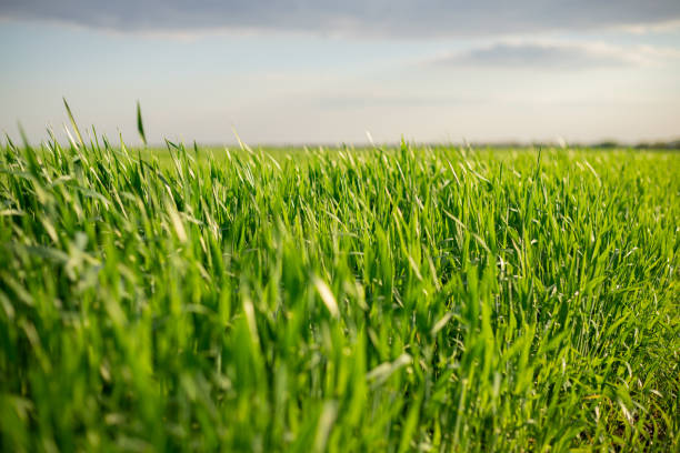 istock A field with green juicy grass 1405076447