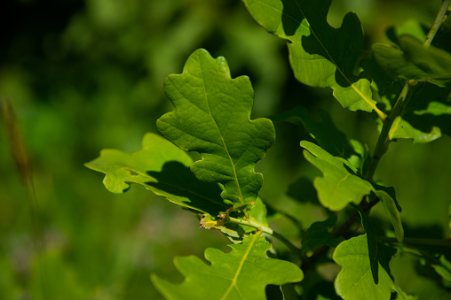 Fresh green oak tree leaves over white background. Natural close-up vertical photo with selective focus