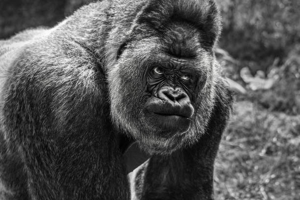 A creepy ape head in the dark.