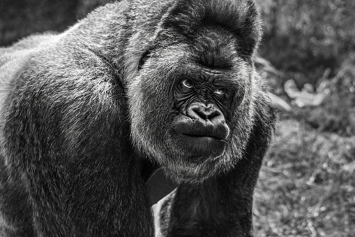 Close-up of a gorilla (western lowland gorilla )