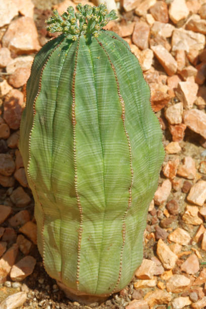 Euphorbia obesa Euphorbia obesa is a subtropical succulent species of Euphorbia genus. euphorbia obesa stock pictures, royalty-free photos & images