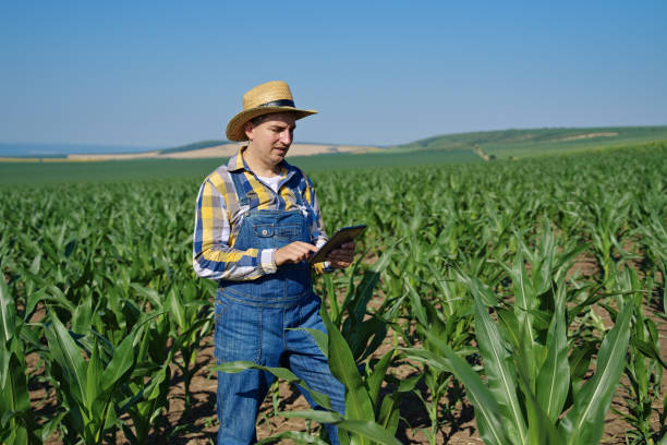 istock Farmer with tablet checking quality of crops on agriculture field 1405078837
