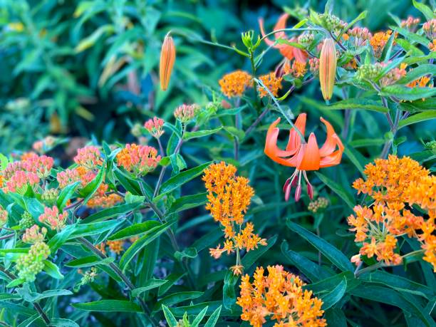 istock Orange Lily and Butterfly Weed in Garden 1405078997