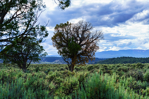 A landscape view with ribbon grass pastures green trees around