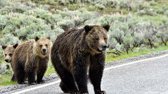 Mother Grizzly bear and two cubs crossing the road in Yellowstone National Park.